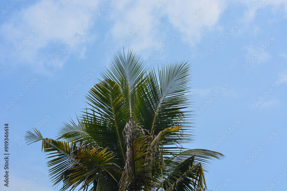 Coconuts with coconut trees are perennial plants and fruit, erect coconut bunches, fragrant coconuts, young coconuts Coconuts with coconut trees are perennial plants and fruit, erect coconut bunches, fragrant coconuts, young coconuts