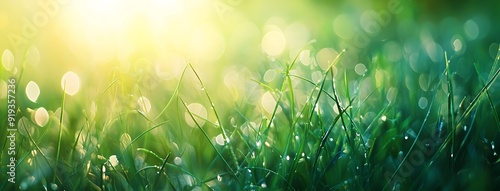 Dew drops on green grass blades with sun shining through.