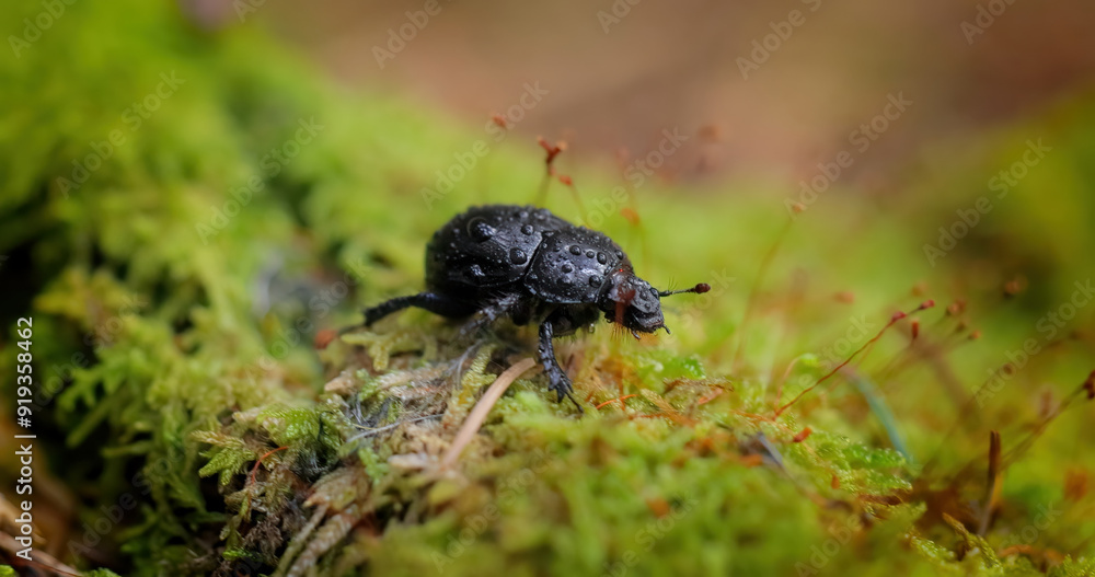 Anoplotrupes stercorosus, the dor beetle, is a species of earth-boring dung beetle belonging to the family Geotrupidae, subfamily Geotrupinae. Anoplotrupes stercorosus, the dor beetle, is a species of earth-boring dung beetle belonging to the family Geotrupidae, subfamily Geotrupinae.