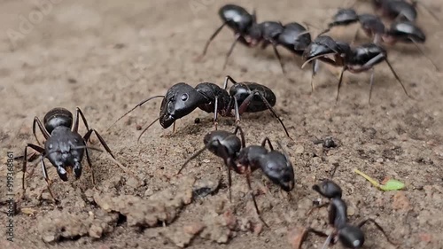 Rajkot, Gujarat, India 08 07 24: Big ANT which is gathering food for itself 

 photo