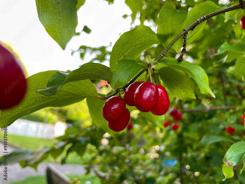 Cornus mas red ripe berries on tree branch close up, cornus mas ripe fruits in summer autumn garden
Cornus mas red ripe berries on tree branch close up, cornus mas ripe fruits in summer autumn garden
