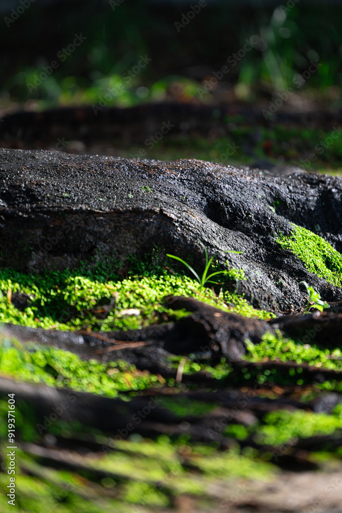 자연, 숲, 이끼, 풀, 식물
nature, forests, moss, grass, plants 자연, 숲, 이끼, 풀, 식물
nature, forests, moss, grass, plants