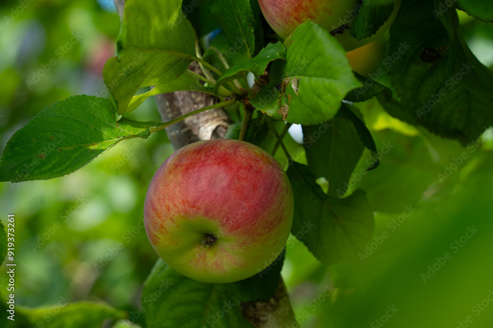 a red ripe apple against a background of green leaves a red ripe apple against a background of green leaves