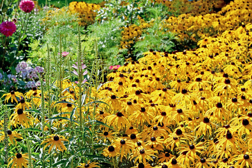 Gelber Sonnenhut - Rudbeckia