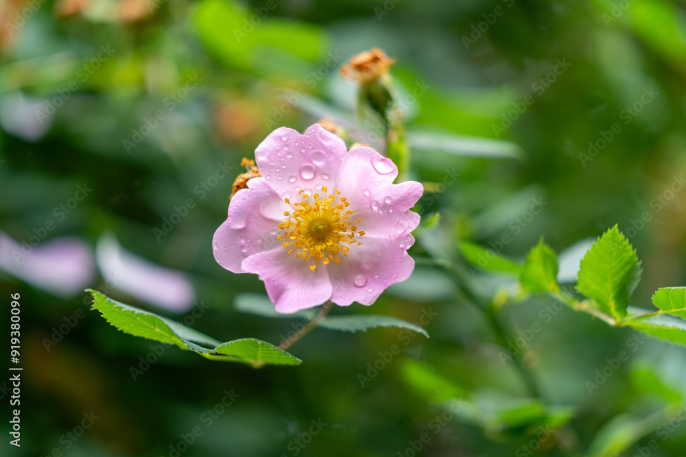 Obraz premium bee on pink flower