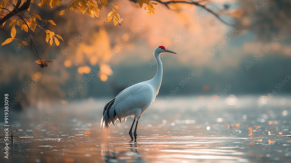 Naklejka premium White-naped Crane