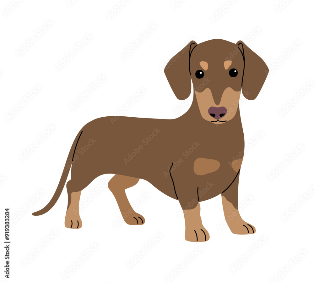 Dachshund dog on a white background Dachshund dog on a white background