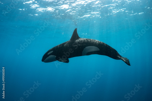 One lone orca just below surface photo