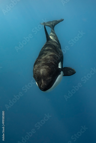 Baby orca up close