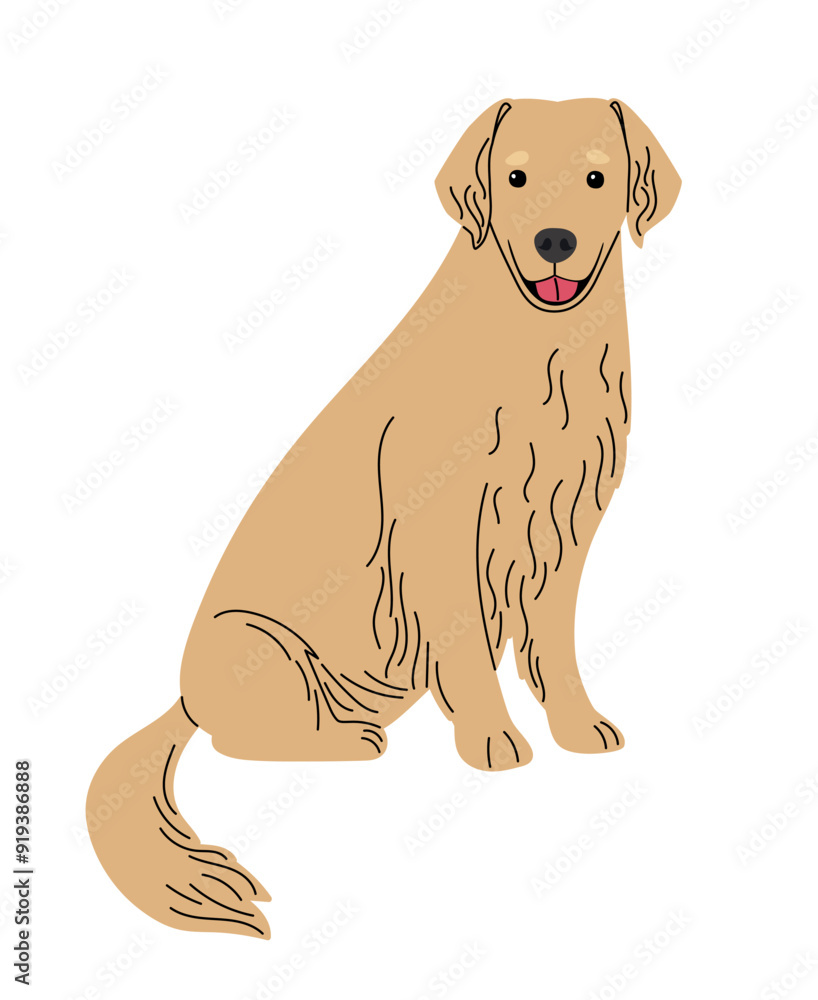 Golden retriever breed dog on white Golden retriever breed dog on white
