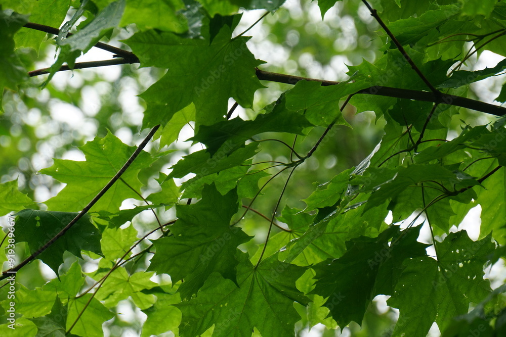 the wet maple leaves with raindrops. green maple leaves after rain in rain drops green leaves background the wet maple leaves with raindrops. green maple leaves after rain in rain drops green leaves background