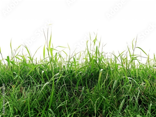 Natural Green Grass Field