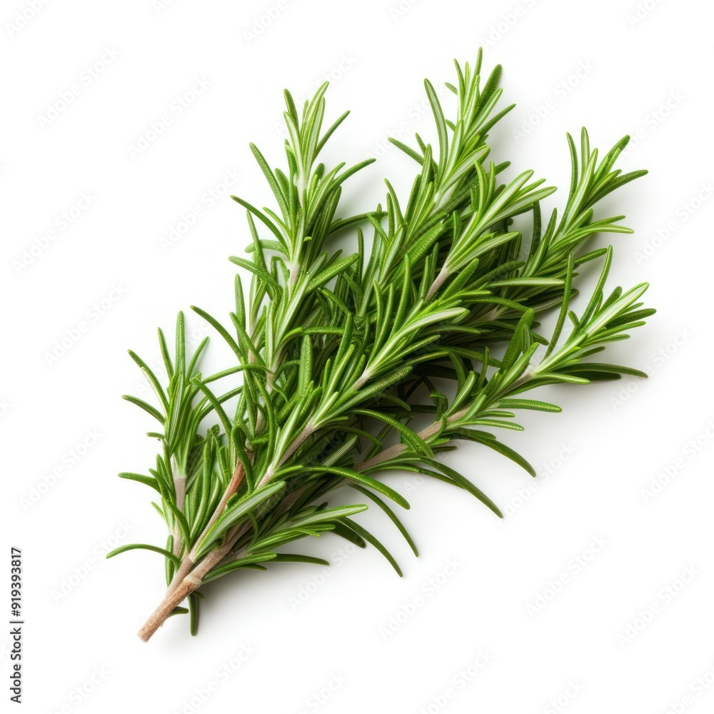 Fototapeta premium Organic Rosemary Bunch on Isolated White Background for Cooking and Herbal Medicinal Use