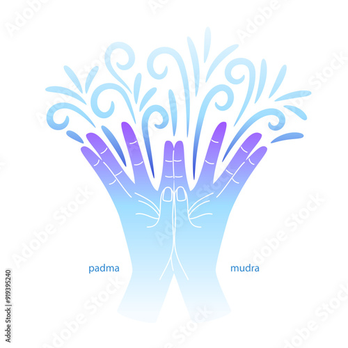 Padma mudra hands gesture on white