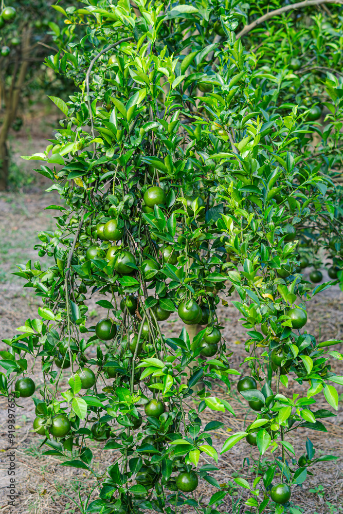 Obraz premium Orange tree filled with Citrus reticulata Blanco or known as Citrus reticulata Blanco ssp. unshiu (Marcow.) D.Rivera Núñez et al. - Unshu orange. which grows abundantly with green color.