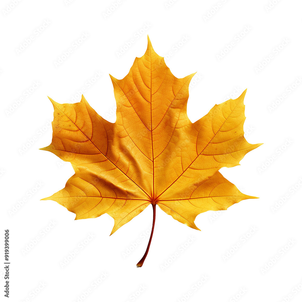 Obraz premium Maple leaf isolated on transparent background png