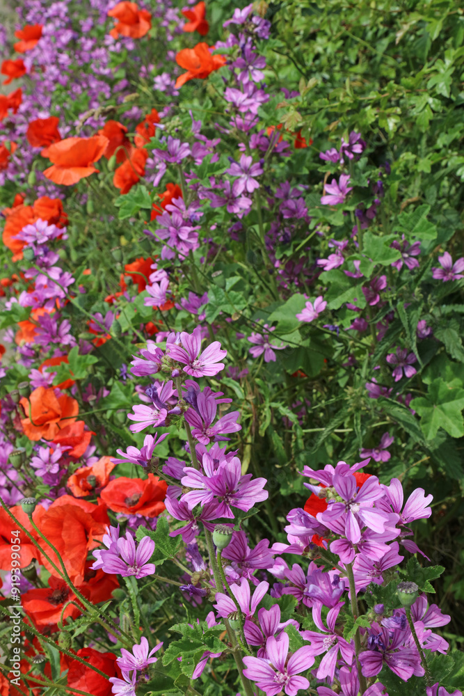 Hedgerow full of Poppies and Common Mallow flowers, Derbyshire England
Hedgerow full of Poppies and Common Mallow flowers, Derbyshire England