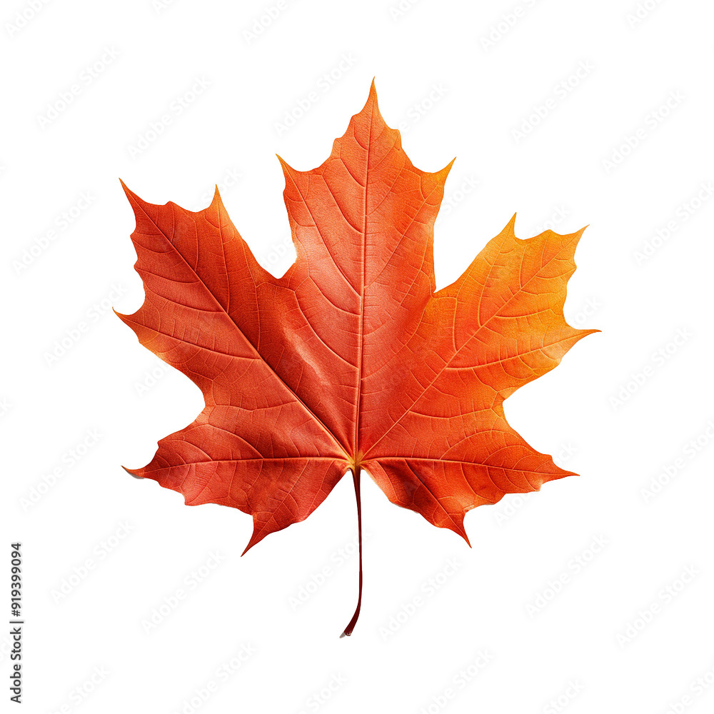 Maple leaf isolated on transparent background png Maple leaf isolated on transparent background png
