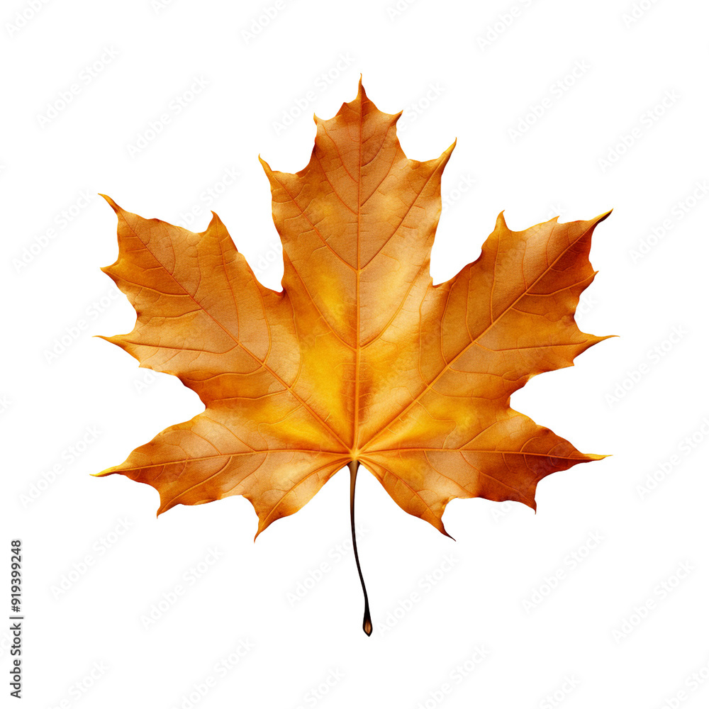 Obraz premium Maple leaf isolated on transparent background png