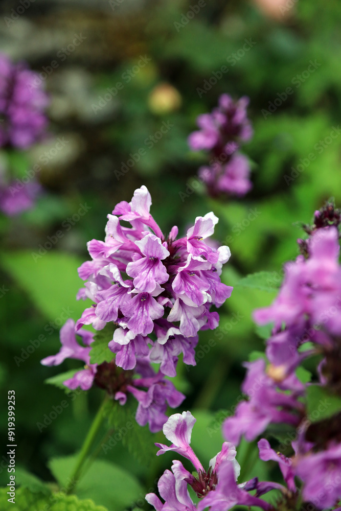 Macro image of Betony blooms, Derbyshire England
Macro image of Betony blooms, Derbyshire England