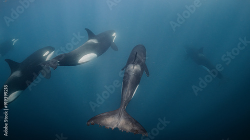 A pod of orcas in the ocean