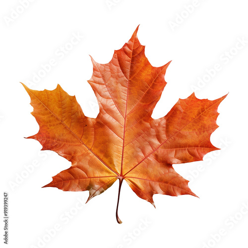 Wallpaper Mural Maple leaf isolated on transparent background png Torontodigital.ca