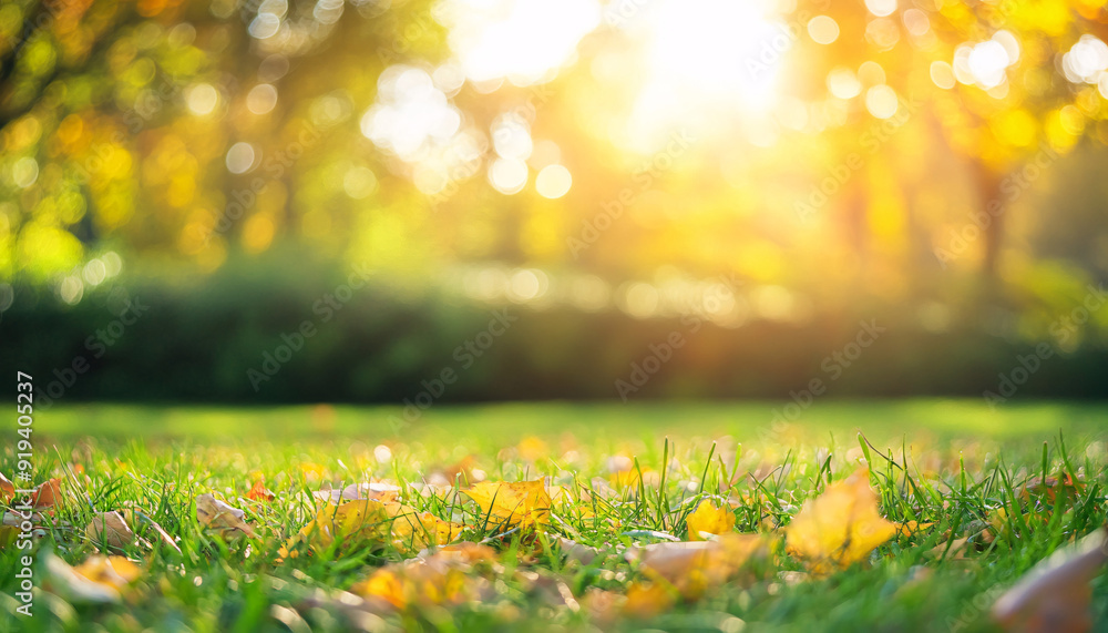 Idyllic fall leaf meadow background in sunshine, close-up of an autumn nature scene in a garden in golden october with copy space. Idyllic fall leaf meadow background in sunshine, close-up of an autumn nature scene in a garden in golden october with copy space.