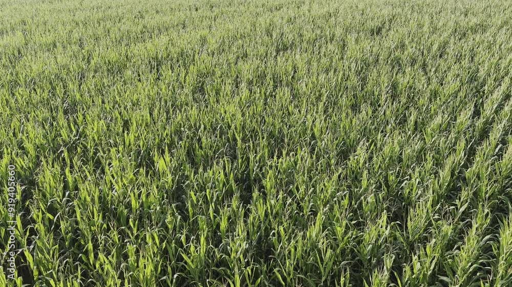 corn cob field in vittuone, italy corn cob field in vittuone, italy