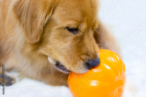 Golden retriever dog lying down eating a pumpkin on white background