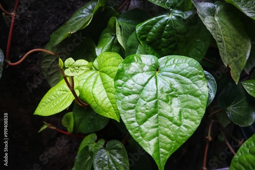 Fényképezés Betel leaf or Piper Betle Linn is a creeping plant. Close view.