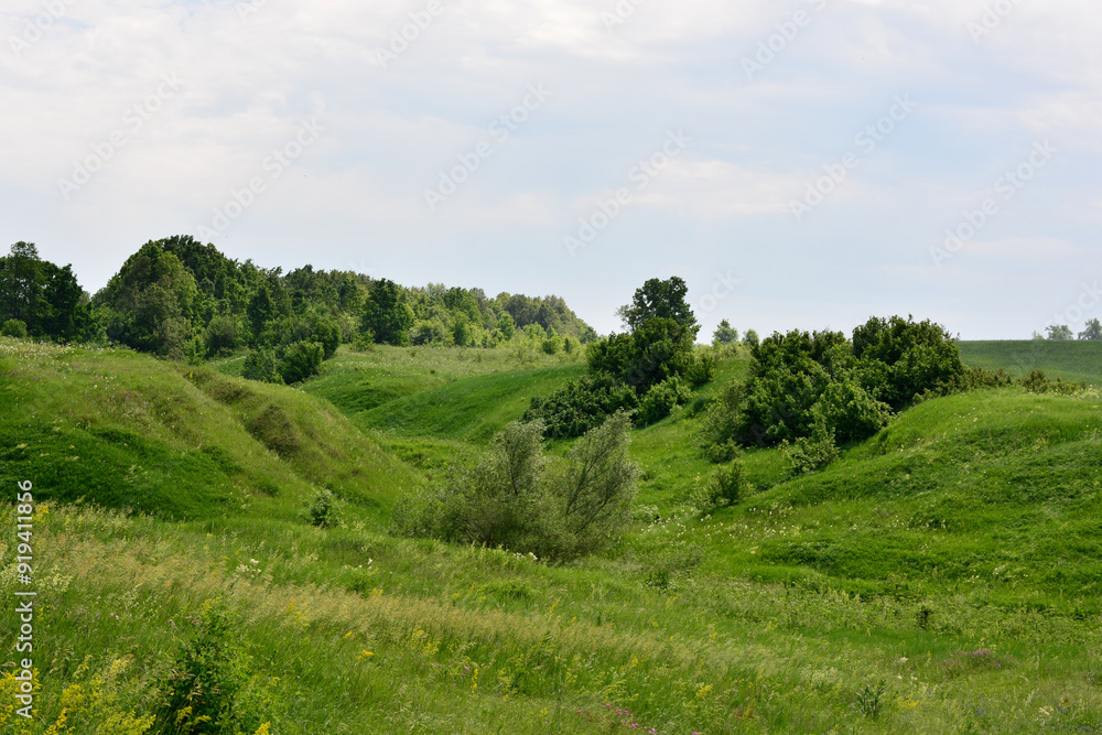 hills of green grass with a forest in the background hills of green grass with a forest in the background