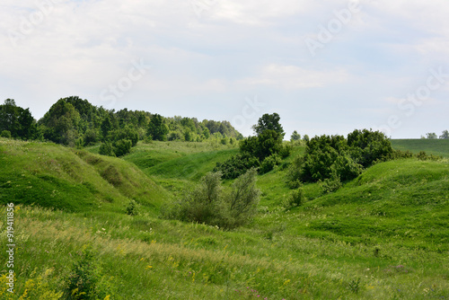 hills of green grass with a forest in the background 