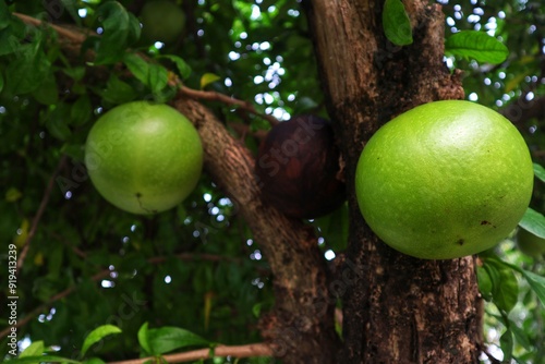 Berenuk fruit (Crescentia cujete L.) is bearing heavy fruit with a close view. photo