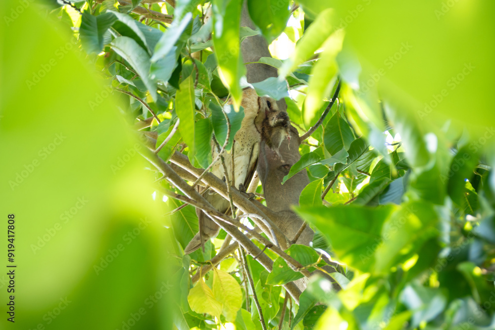 The Barn Owl is eating his prey in a tree The Barn Owl is eating his prey in a tree