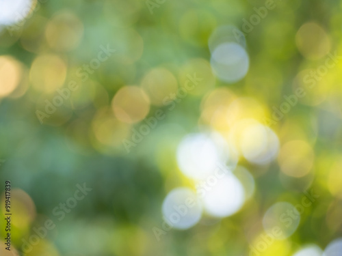 Wallpaper Mural The sunlights and color of leaf bokeh on nature defocus abstract blur background Torontodigital.ca