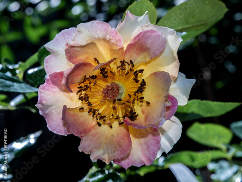 Shape and colors of La Parisienne roses that bloom in the garden photo