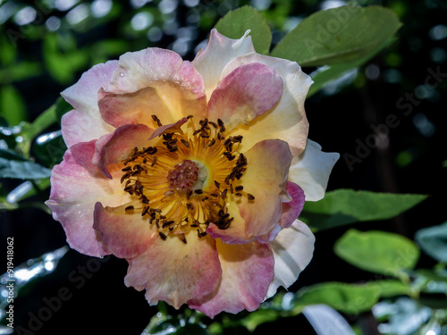 Shape and colors of rose that bloom in the garden photo