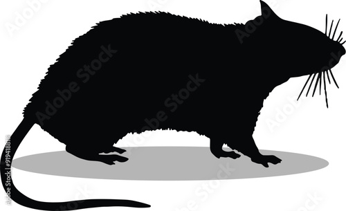 accoon Silhouette, Raccoon Vector Silhouette, Raccoon cartoon Silhouette, Raccoon illustration, Raccoon icon Silhouette, Raccoon Silhouette illustration photo