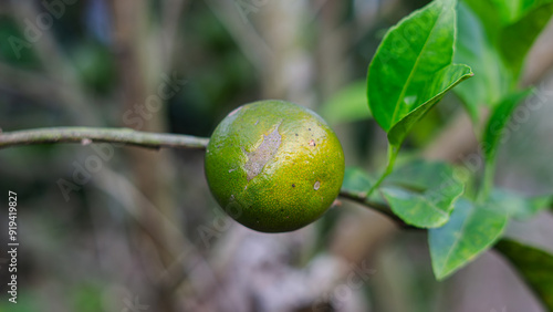 citrus fruit affected by scirtothrips disease, Thrips (Thysanoptera) feeding on developing fruits causes scarring, while on mature fruits causes 'bleaching' and or fruit scarring. photo