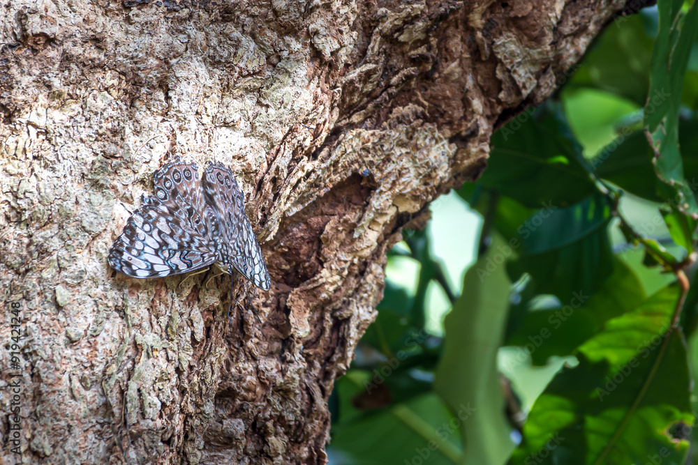 Fototapeta premium Guatemalan Cracker (Hamadryas guatemalena) butterffly on tree trunk in Charco Verde Park and Butterfly avaiary at Ometepe island in Nicaragua.