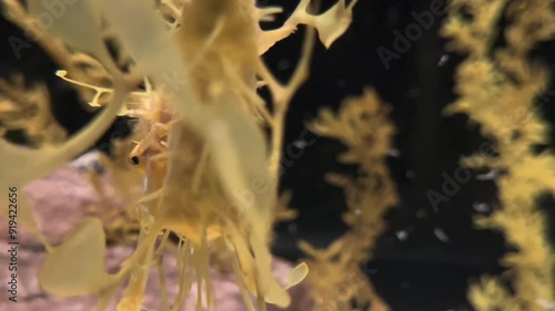 leafy sea dragon in lisbon aquarium photo