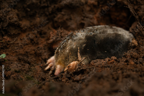 garden mole