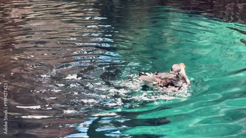 Wallpaper Mural a puffin puts on a show in a pool at the Lisbon aquarium Torontodigital.ca