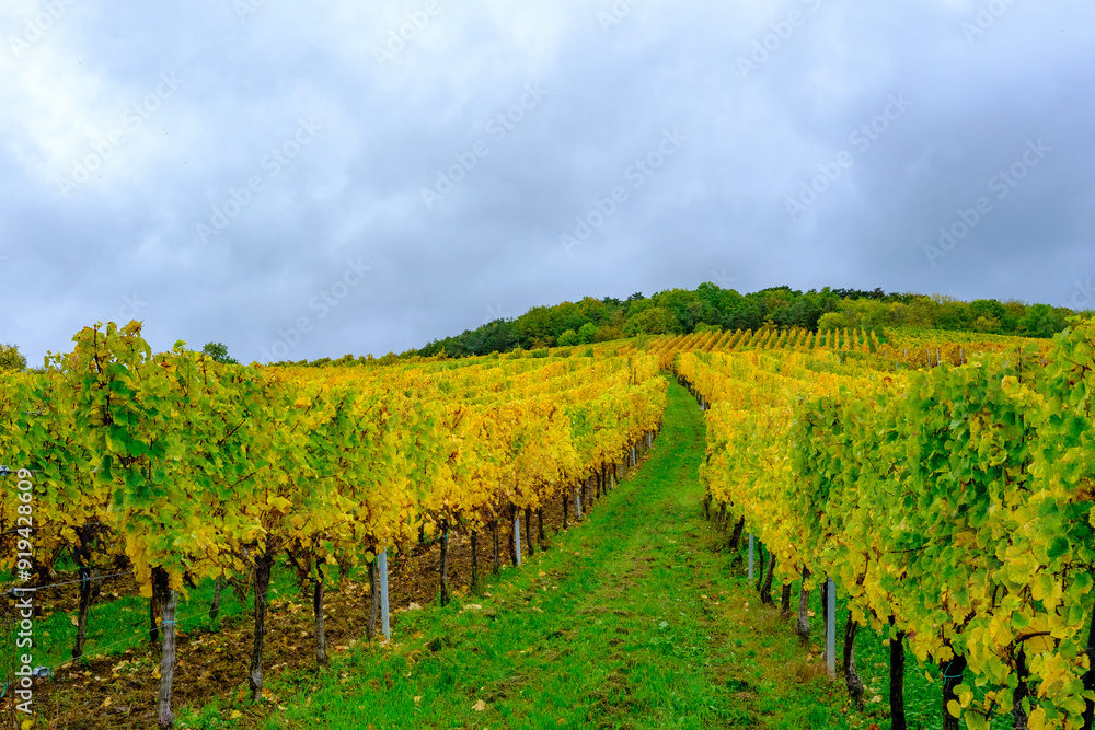 Obraz premium Vigne en automne
