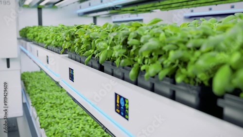 Wallpaper Mural Autonomous farm robots transporting organic grown herbs in automated vertical greenhouse. Vertical smart farming concept. Future sustainable agriculture technology. 3d animation rendering Torontodigital.ca