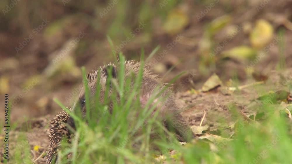 hedgehog grooming himself in the grass hedgehog grooming himself in the grass