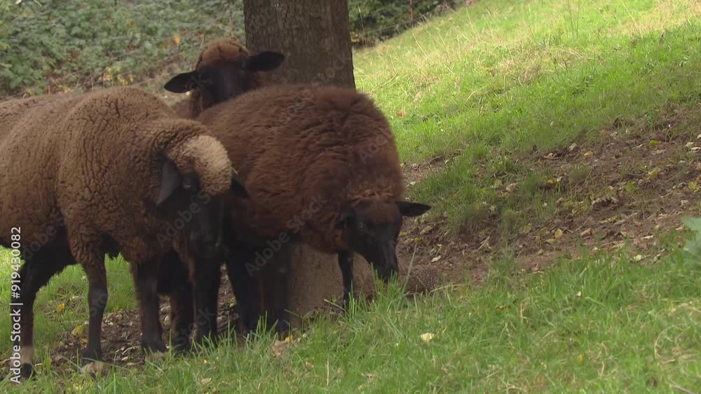 sheeps and hedgehog under a tree on a meadow sheeps and hedgehog under a tree on a meadow