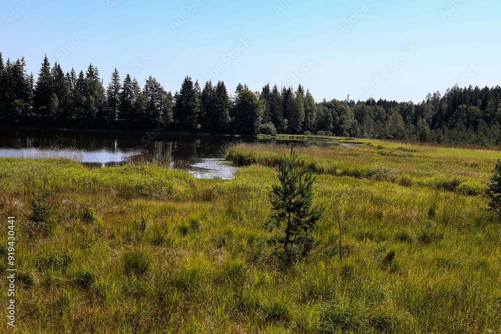 Moorlandschaft Bayrische Au im Böhmerwald Moorlandschaft Bayrische Au im Böhmerwald
