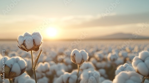 Pima cotton fields at dawn, with delicate cotton bolls glistening in the early morning light, highlighting the purity of natural fibers photo