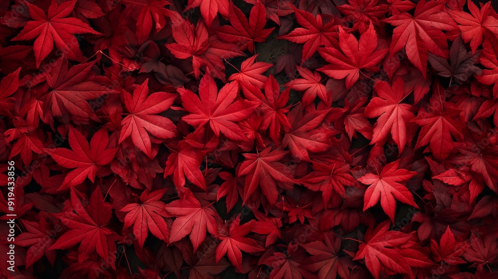 Close-up aerial view of a dense cluster of bright red Japanese maple leaves, capturing the essence of autumn with their vivid hues and natural textures, seasonal backgrounds or nature designs Close-up aerial view of a dense cluster of bright red Japanese maple leaves, capturing the essence of autumn with their vivid hues and natural textures, seasonal backgrounds or nature designs